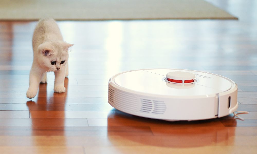 kitten with robotic vacuum cleaner